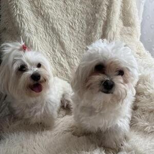 Maliit na nakamamanghang Maltese 3 tuta | PostAds PH