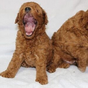 Sweet Maltipoo home raised puppies Viber:+63-948-1451-325 | PostAds PH