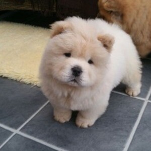 young Dog Chow Chow Viber:+63-948-1451-325 | PostAds PH