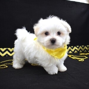 Male and Female Maltese puppies Viber:+63-948-1451-325 | PostAds PH