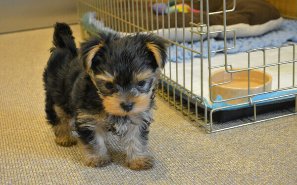 Yorkshire Terrier Viber:+63-948-1451-325