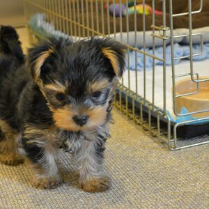 Yorkshire Terrier Viber:+63-948-1451-325 | PostAds PH