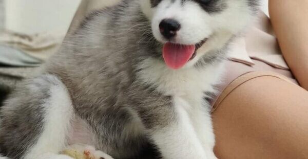 Siberian Husky puppies available Viber:+63-948-1451-325