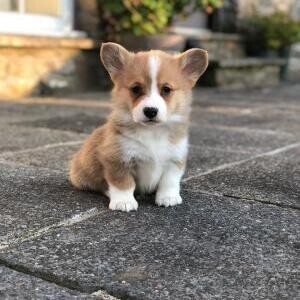 Healthy Home raised Pembroke Welsh Corgi pups available. Viber:+63-948-1451-325 | PostAds PH