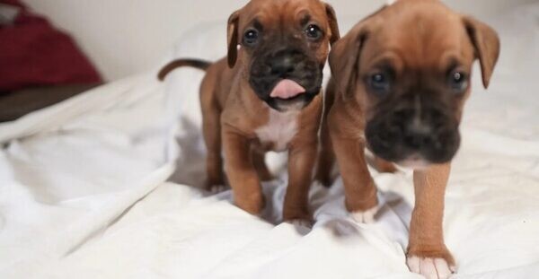 Lovely boxer puppies Viber:+63-948-1451-325