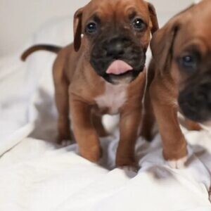 Lovely boxer puppies Viber:+63-948-1451-325 | PostAds PH