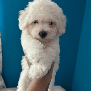 Bichon Frise Puppies WhatsApp:(+63-9455-189-371) Viber:(+63-9455-189-371) | PostAds PH