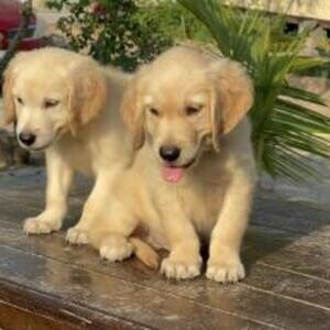 Golden Retriever pups WhatsApp:(+63-9455-189-371) Viber:(+63-9455-189-371) | PostAds PH