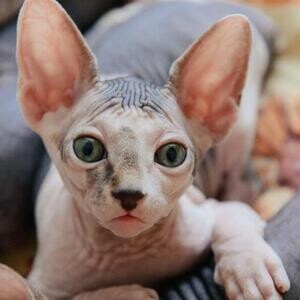 Beautiful Sphynx babies | PostAds PH