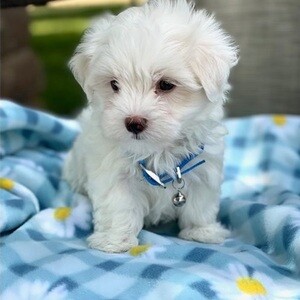 Maltese puppies DW KC registered | PostAds PH