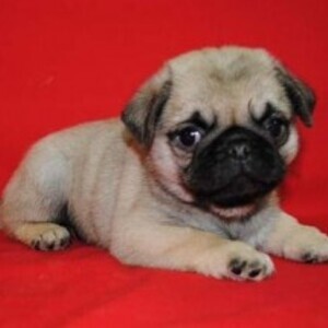 Young Pug Puppies WhatsApp:(+63-9455-189-371) Viber:(+63-9455-189-371) | PostAds PH