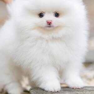 Pomeranian Puppy WhatsApp:(+63-9455-189-371) Viber:(+63-9455-189-371) | PostAds PH