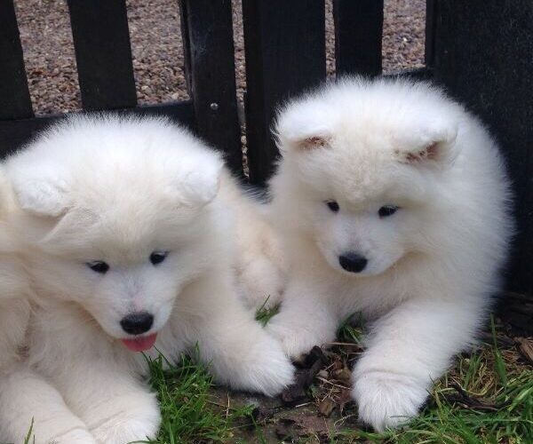 Pure Breed Samoyed Puppies WhatsApp:(+63-9455-189-371)  Viber:(+63-9455-189-371)