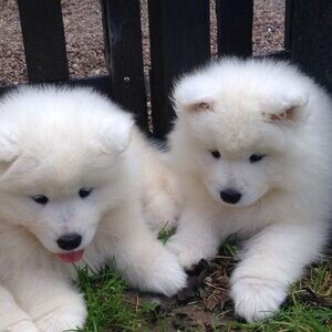 Pure Breed Samoyed Puppies WhatsApp:(+63-9455-189-371) Viber:(+63-9455-189-371) | PostAds PH