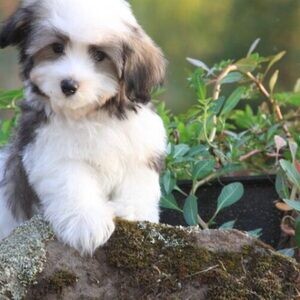 Havanese Pups WhatsApp:(+63-9455-189-371) Viber:(+63-9455-189-371) | PostAds PH