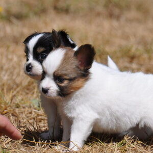 Stunning Papillon Puppies WhatsApp:(+63-9455-189-371) Viber:(+63-9455-189-371) | PostAds PH