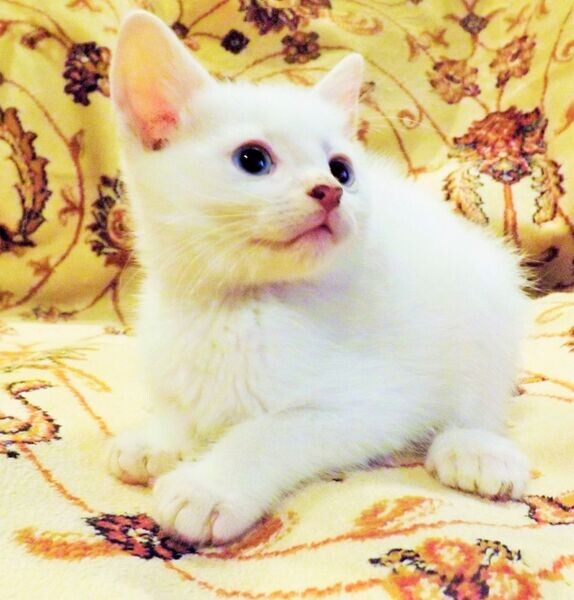 White Russian kittens Viber:+63-948-1451-325