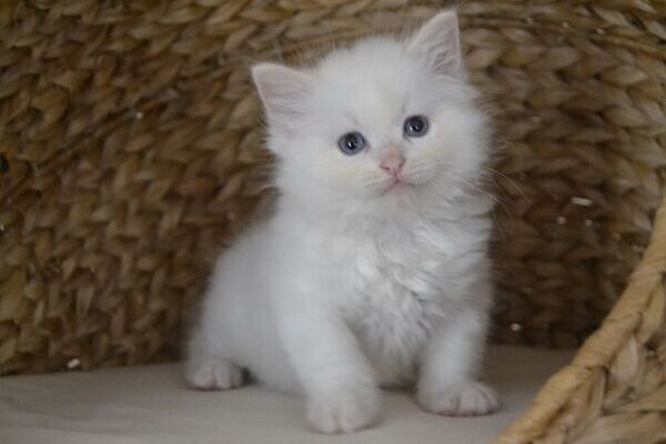 Stunning beautiful Ragdoll kittens Viber:+63-948-1451-325