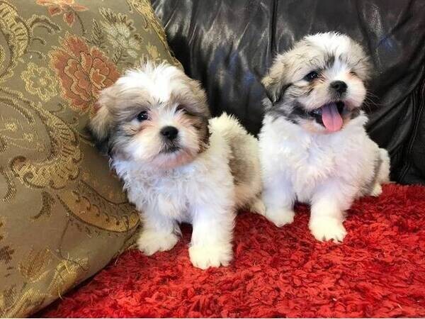 Discover loving Shih Tzu puppies Viber:+63-948-1451-325