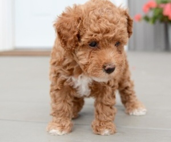 mini Toy poodle puppies WhatsApp:(+63-9455-189-371)  Viber:(+63-9455-189-371)