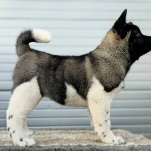 American Akita, available WhatsApp:+63-9455-189-371 Viber:+63-9455-189-371 | PostAds PH