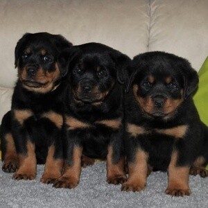 Amazing Rottweiler pupies WhatsApp:(+63-9455-189-371) Viber:(+63-9455-189-371) | PostAds PH