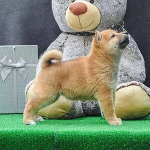 Excellent Shiba inu puppies WhatsApp:(+63-9455-189-371) Viber:(+63-9455-189-371) | PostAds PH