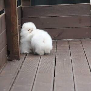 pomeranian puppies available for sell | PostAds PH