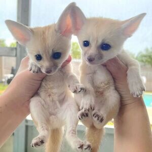 Fennec foxes for sale (indoor trained) WhatsApp:(+63-9455-189-371) Viber:(+63-9455-189-371) | PostAds PH