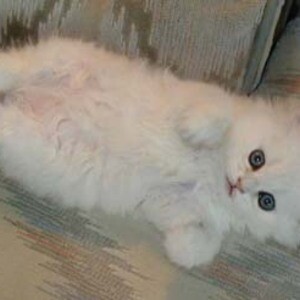 Cute Persian Kittens WhatsApp:+63-9455-189-371 Viber:+63-9455-189-371 | PostAds PH