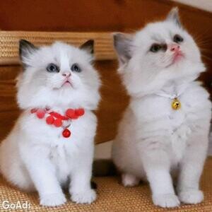 Ragdoll kittens for Re-homing WhatsApp:+63-9455-189-371 Viber:+63-9455-189-371 | PostAds PH