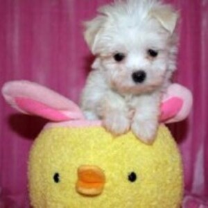 Super Adorable Teacup Maltese Puppies Viber:+63-948-1451-325 | PostAds PH