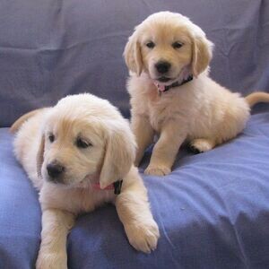 Two Adorable Retrievers Viber:+63-948-1451-325 | PostAds PH