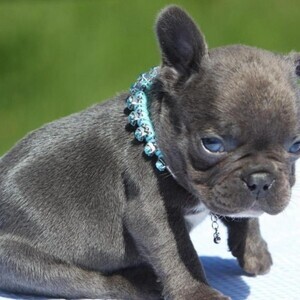 Gorgeous French Bulldog Puppies Viber:+63-948-1451-325 | PostAds PH