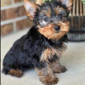 Adorable Yorkie Pup Viber:+63-948-1451-325 | PostAds PH