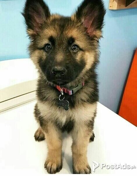 Quality German Shepherd pups Viber:+63-948-1451-325