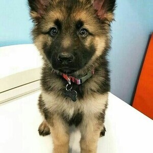 Quality German Shepherd pups Viber:+63-948-1451-325 | PostAds PH