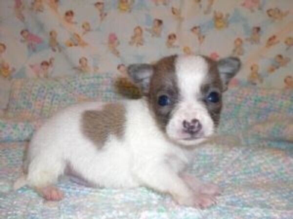 Chihuahua Pup Viber:+63-948-1451-325