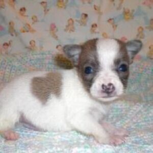 Chihuahua Pup Viber:+63-948-1451-325 | PostAds PH
