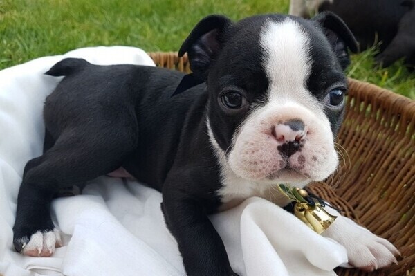 Very healthy and cute Boston Terrier puppies for you. Viber:+63-948-1451-325