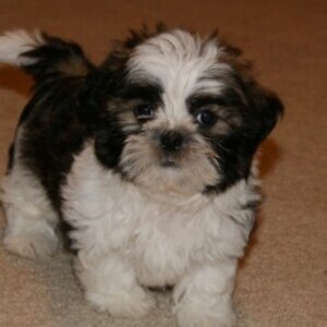 Shih Tzu puppies Viber:+63-948-1451-325 | PostAds PH
