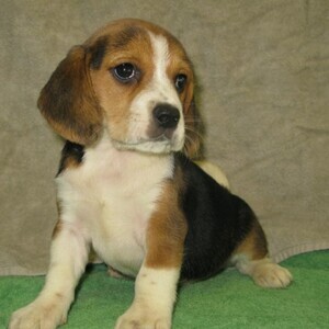 AKC Beagles - puppies Viber:+63-948-1451-325 | PostAds PH