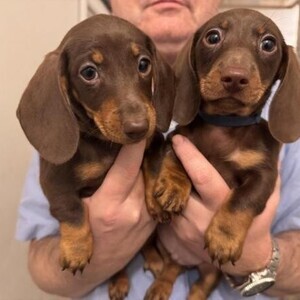 Dachshund Pup whatsapp:+44-7543-4700-27 | PostAds PH