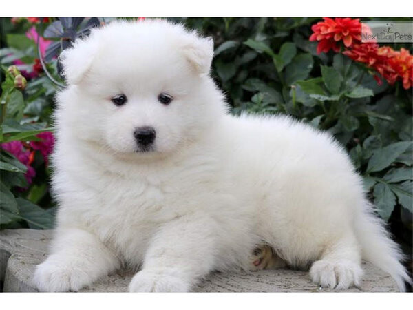 Super cute Samoyed puppies whatsapp:+44-7543-4700-27