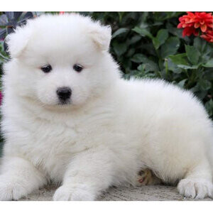 Super cute Samoyed puppies whatsapp:+44-7543-4700-27 | PostAds PH