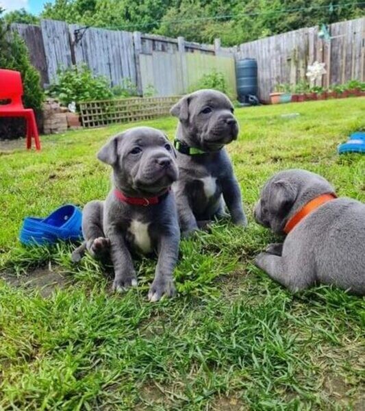 American Staffordshire whatsapp:+44-7543-4700-27