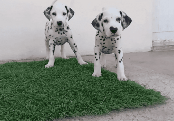 Dalmatian puppies whatsapp:+44-7543-4700-27