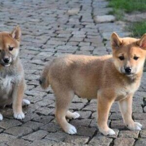 Shiba Inu puppies whatsapp:+44-7543-4700-27 | PostAds PH