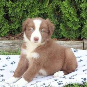 Border Collie whatsapp:+44-7543-4700-27 | PostAds PH