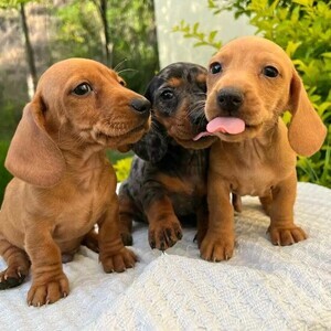 Dachshund Pups whatsapp:+44-7543-4700-27 | PostAds PH